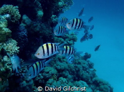 A school of Sergeant Majors rushes towards me as I was ph... by David Gilchrist 